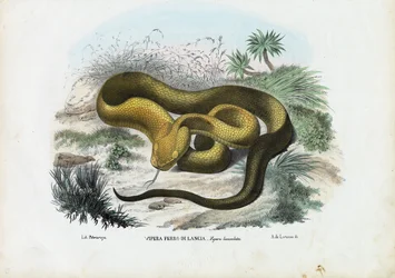 Grubenotter, 1863-79